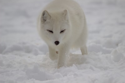 白狐狸在冰雪覆盖的地面白天
